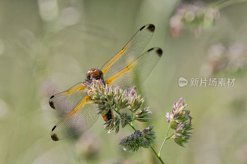 四斑蜻蜓(Libellula quadrimaculata)